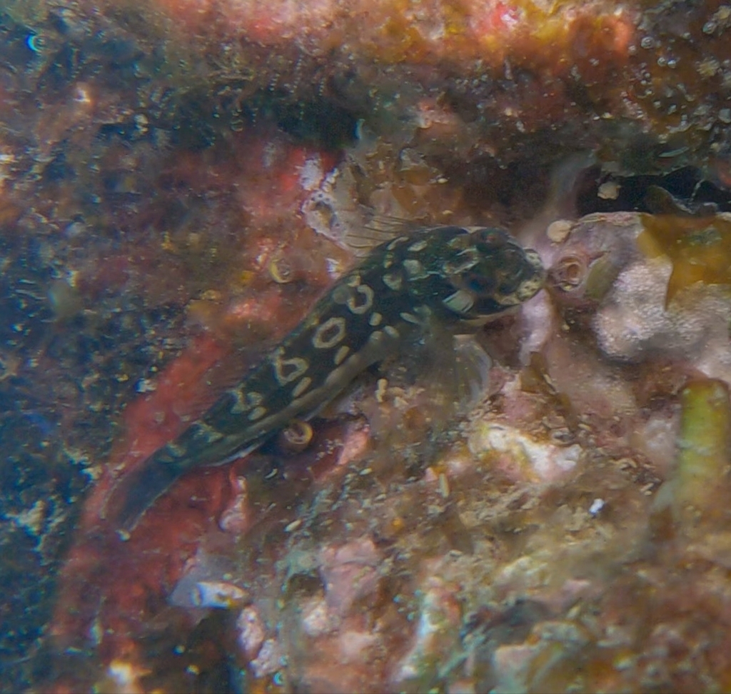 Socorro Blenny