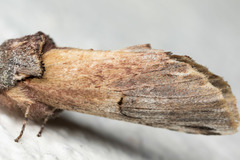 Ianassa pallida