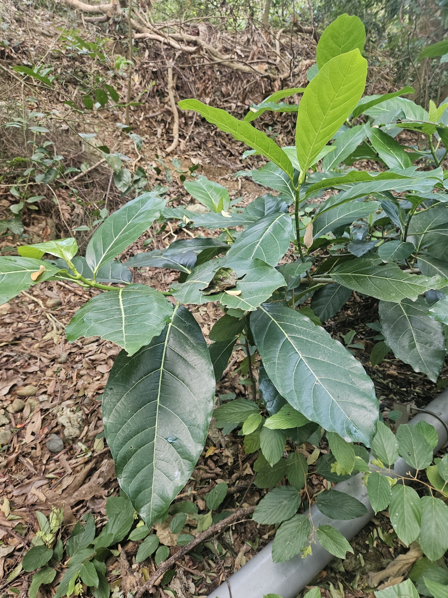 Imagem de Mata-pasto