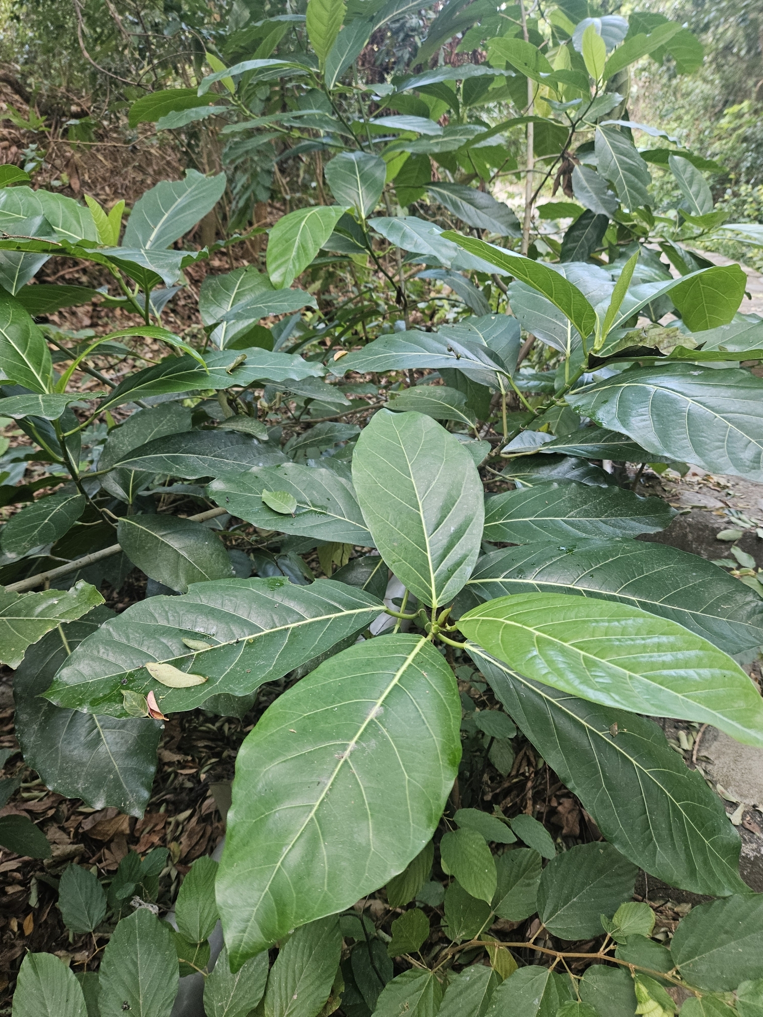 Imagem de Mata-pasto