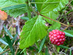 Rubus arcticus acaulis