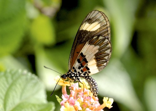 Sotik Acraea