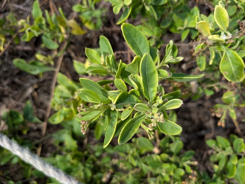 Pluchea fosbergii observed 2025-01-18