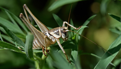 Pediodectes stevensonii