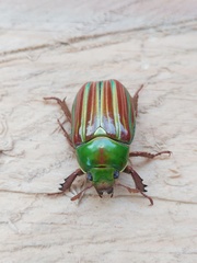 Chrysina adelaida