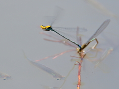 Pseudagrion aureofrons