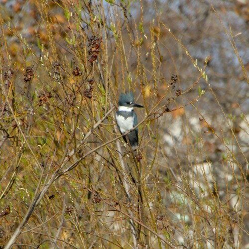 iNaturalist observation photo of Belted Kingfisher