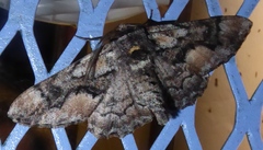 Phaeoura mexicanaria
