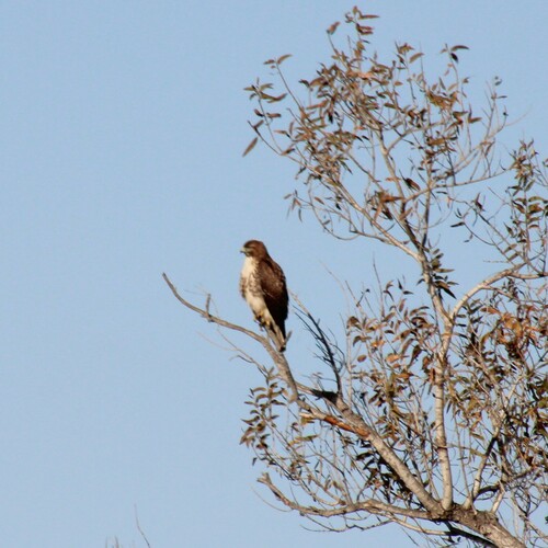 iNaturalist observation photo of Red-tailed Hawk