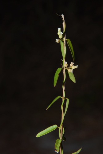 Image of Blodgett's Swallow-Wort (Metastelma blodgettii) by (c) Brian Finzel, some rights reserved (CC BY-SA)