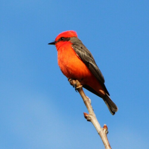 iNaturalist observation photo of Vermilion Flycatcher