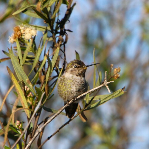iNaturalist observation photo of Anna's Hummingbird