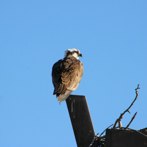 iNaturalist observation photo of Osprey