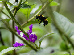 Bombus transversalis