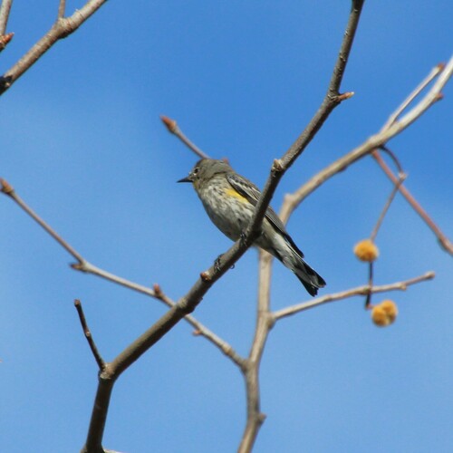 iNaturalist observation photo of Yellow-rumped Warbler