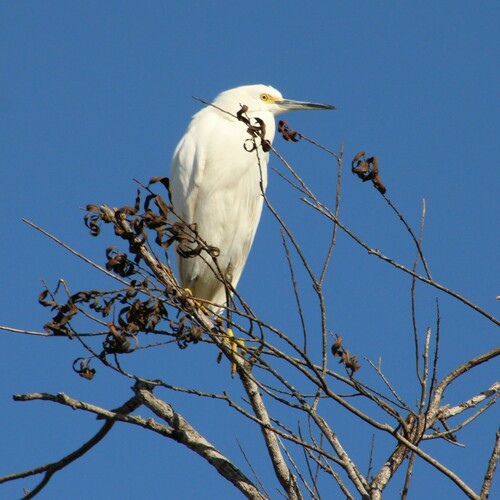 iNaturalist observation photo of Snowy Egret