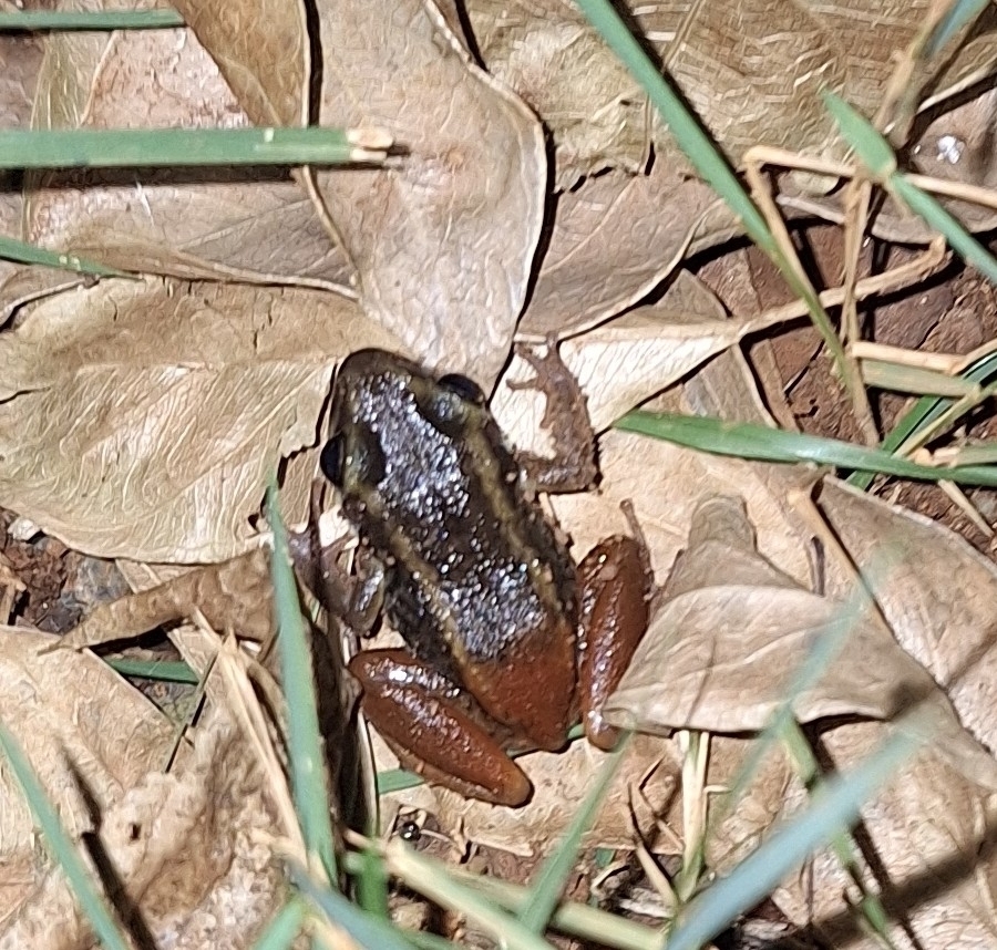 Hispaniolan Red-Rumped Frog
