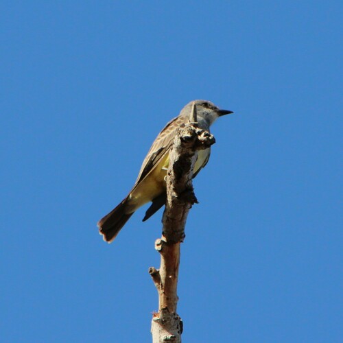 iNaturalist observation photo of Cassin's Kingbird