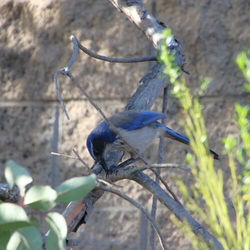 iNaturalist observation photo of California Scrub-Jay