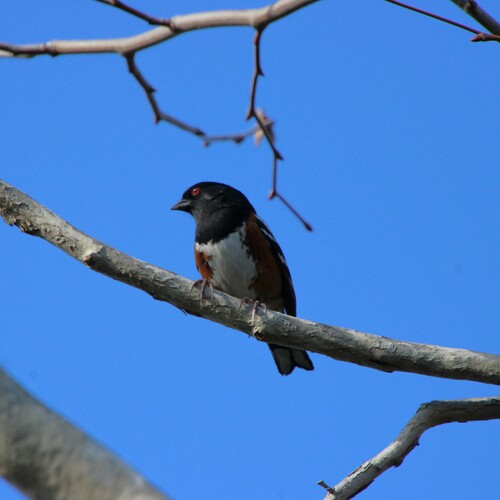 iNaturalist observation photo of Spotted Towhee