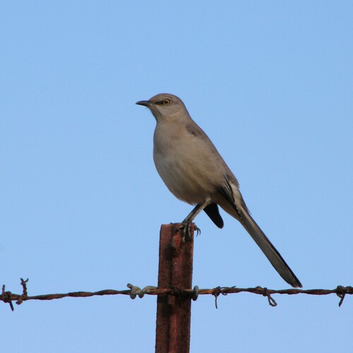 iNaturalist observation photo of Northern Mockingbird