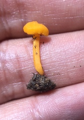 Cantharellus minor