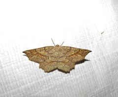 Euchlaena pectinaria