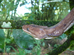 Epicrates maurus