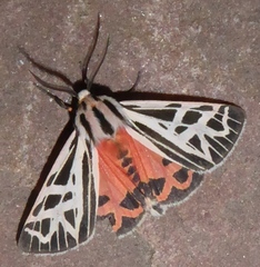 Apantesis phyllira