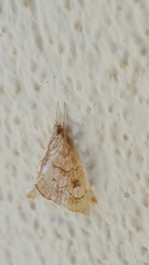 Scybalistodes vermiculalis