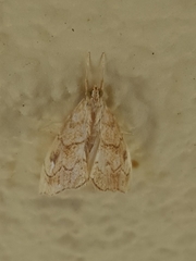 Scybalistodes vermiculalis