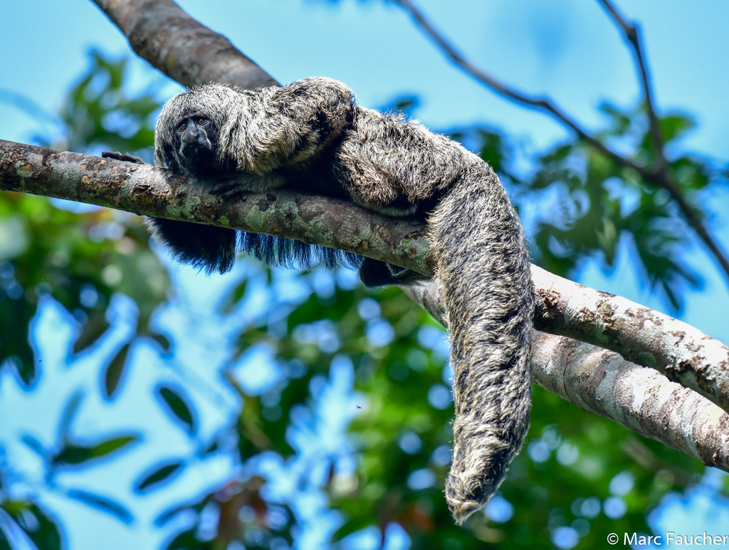 Gray's Bald-faced Saki (Pithecia irrorata)