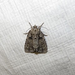 Acronicta ovata