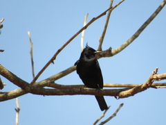 Knipolegus lophotes