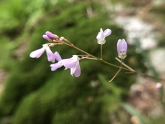 Hylodesmum nudiflorum