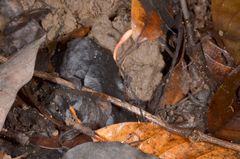 Ophiocordyceps nutans