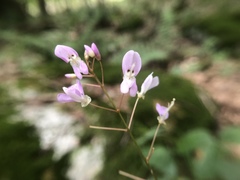 Hylodesmum nudiflorum