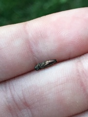Agrilini