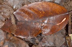 Ophiocordyceps nutans