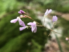 Hylodesmum nudiflorum