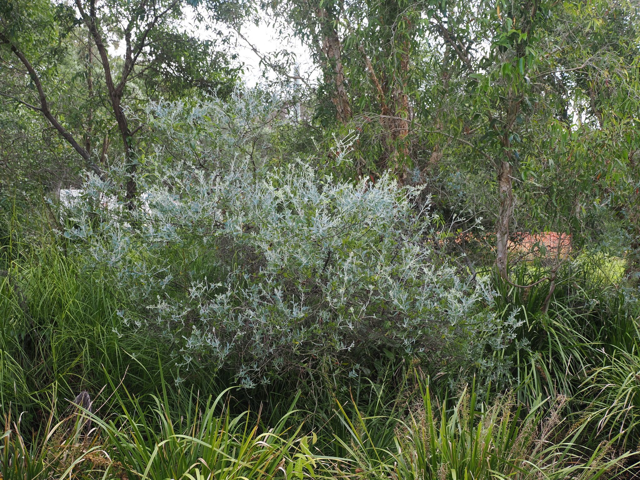 Imagem de Acácia-mimosa