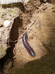 Prionogonus divergens