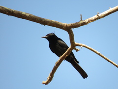 Knipolegus lophotes