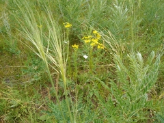 Stipa capillata