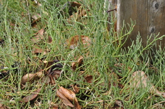 Salicornia perennis