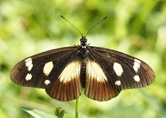 Acraea lycoa