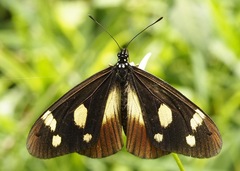Acraea lycoa