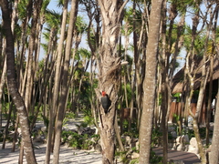 Melanerpes