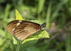 Acraea lycoa