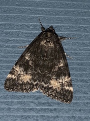 Catocala briseis